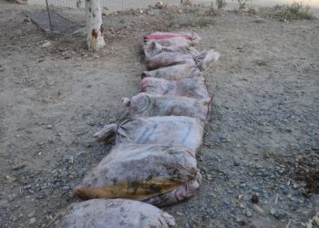 Taliban Destroy 500 kg of Smuggled Pakistani Fish