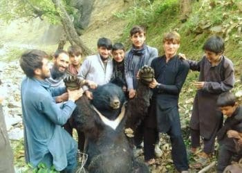 خرس سینه‌سفید آسیایی از سوی جوانان روستایی در نورستان کشته شد