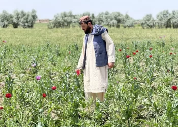 دیدار سهیل شاهین با سفیر ایتالیا در افغانستان