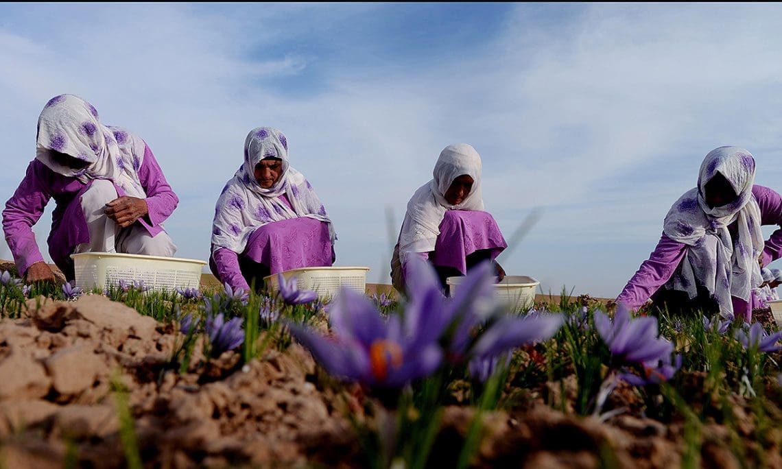 ایجاد یک مرکز پردازش زعفران در کندهار
