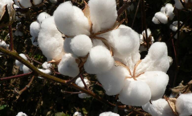 طالبان: حاصلات پنبه نسبت به سالِ پار ۴۱ درصد افزایش یافتهاست