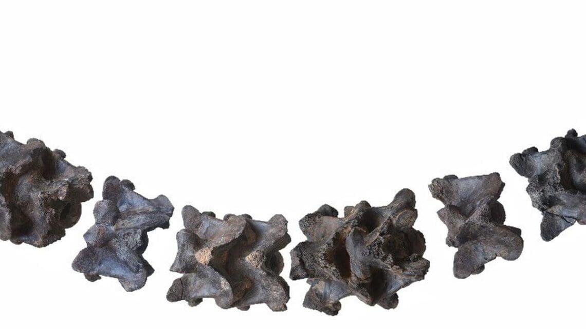 کشف بقایای یک مار غولپیکر در هند