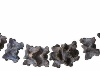 کشف بقایای یک مار غول‌پیکر در هند