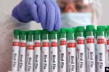 شیوع آنفولانزای پرندگان در غرب چین