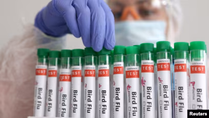 شیوع آنفولانزای پرندگان در غرب چین