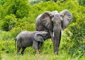 پژوهش تازه؛ فیل‌ها همدگر را با اسم صدا می‌زنند