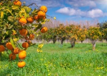 طالبان ادعا می‌کند تولید مالته در کشور افزایش «چشم‌گیر» داشته‌است