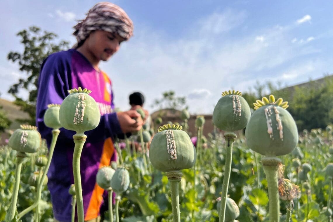 سیگر: کشت تریاک یک «چالش جدی»‌ فراروی طالبان است