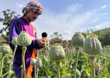 سیگر: کشت تریاک یک «چالش جدی»‌ فراروی طالبان است