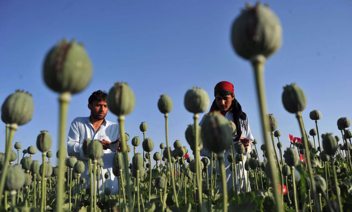 واشنگتن پست: امریکا برای بیکیفیتسازی، دانههای خشخاش اصلاحشده بر مزارع افغانستان میپاشید