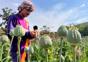 طالبان:  بعضی کشورهای همسایه مرکز تولید مواد مخدر شده‌اند