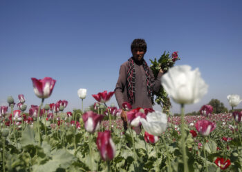 طالبان در سال گذشته بیش از ۱۲ هزار تن را در ارتباط با مواد مخدر بازداشت کرد