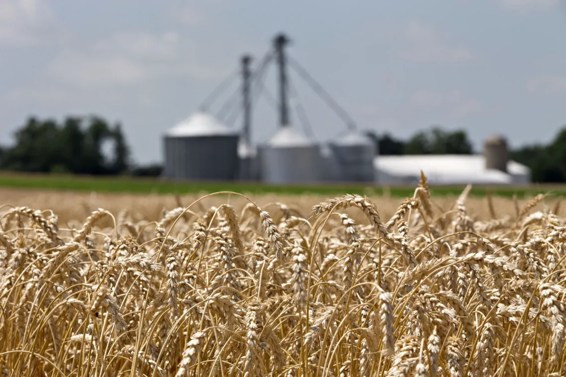 تقریباً همه‌ی آرد صادراتی ازبیکستان به افغانستان فروخته می‌شود
