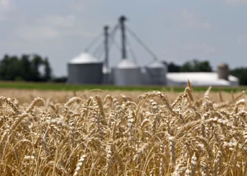 تقریباً همه‌ی آرد صادراتی ازبیکستان به افغانستان فروخته می‌شود