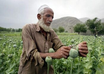 ملل متحد: ذخایر تریاک افغانستان احتمالاً تا پایان امسال پایان یابند