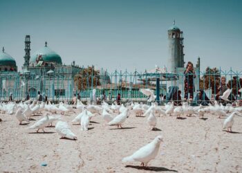 طالبان ۱۰ هزار جریب زمین در بلخ را دولتی اعلام کرد