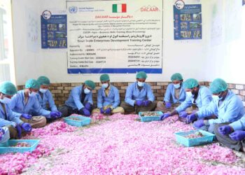 ملل متحد در افغانستان کشت زعفران را به عنوان جایگزین خشخاش ترویج می‌کند