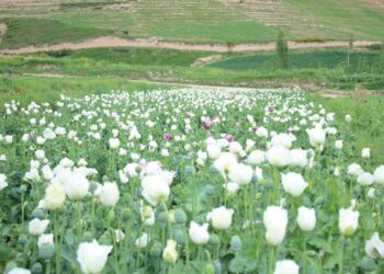 رد گزارش ملل متحد؛ طالبان مدعی است کشت کوکنار نزدیک به صفر شده است